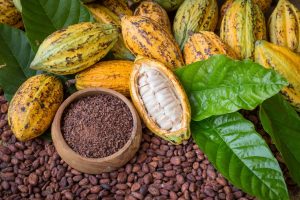 cocoa pods Exceptional Caribbean