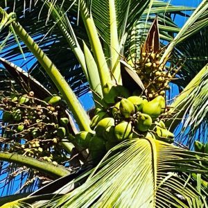 Saint Lucia   Coco View