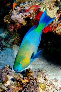 exceptional caribbean   parrot fish