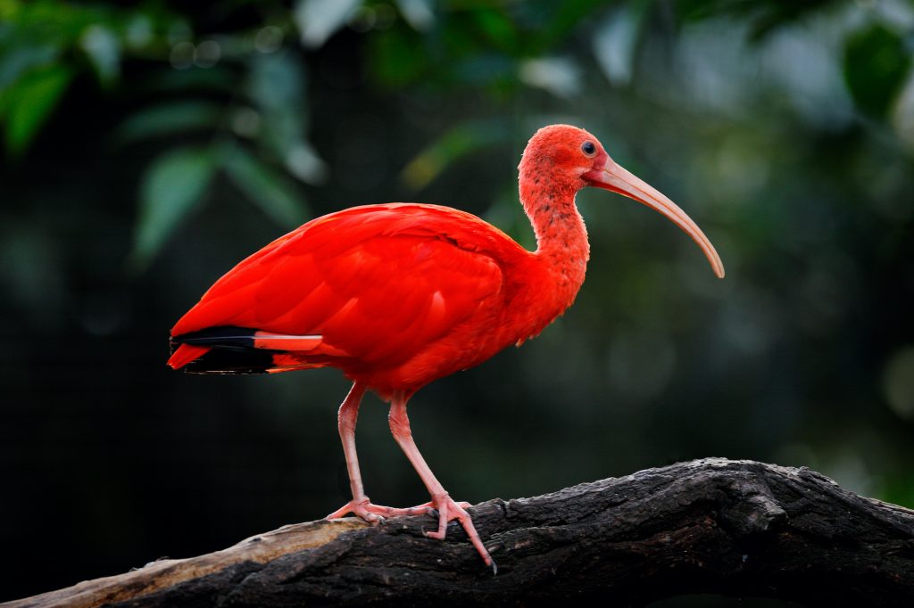 Caribbean Environment   Scarlet Ibis