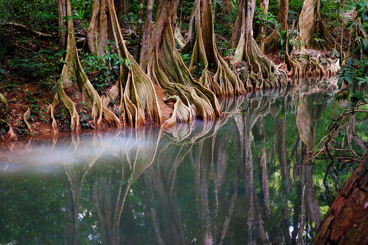 caribbean environment