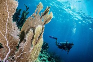 Diver's Paradise