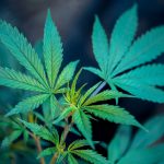 GANJA
