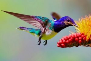 Yerette Hummingbirds