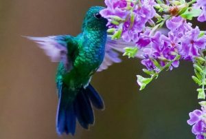 Yerette Hummingbirds