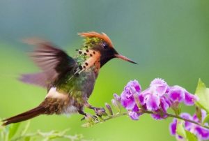 yerette hummingbird