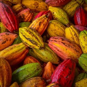The Best Cocoa in the World - Trinitario Cacao