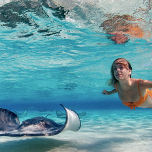 Swim with Marine Wildlife