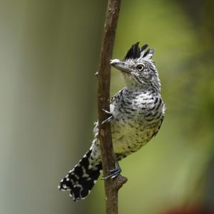 Wildlife photography