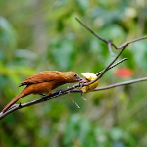bird1