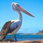 View Pelicans