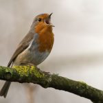 Birdwatching