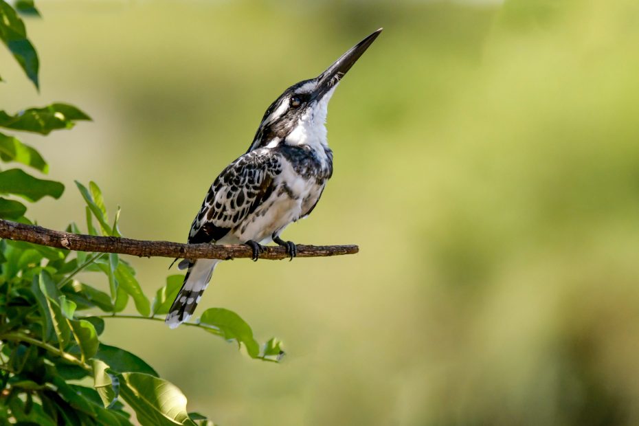 Birdwatching