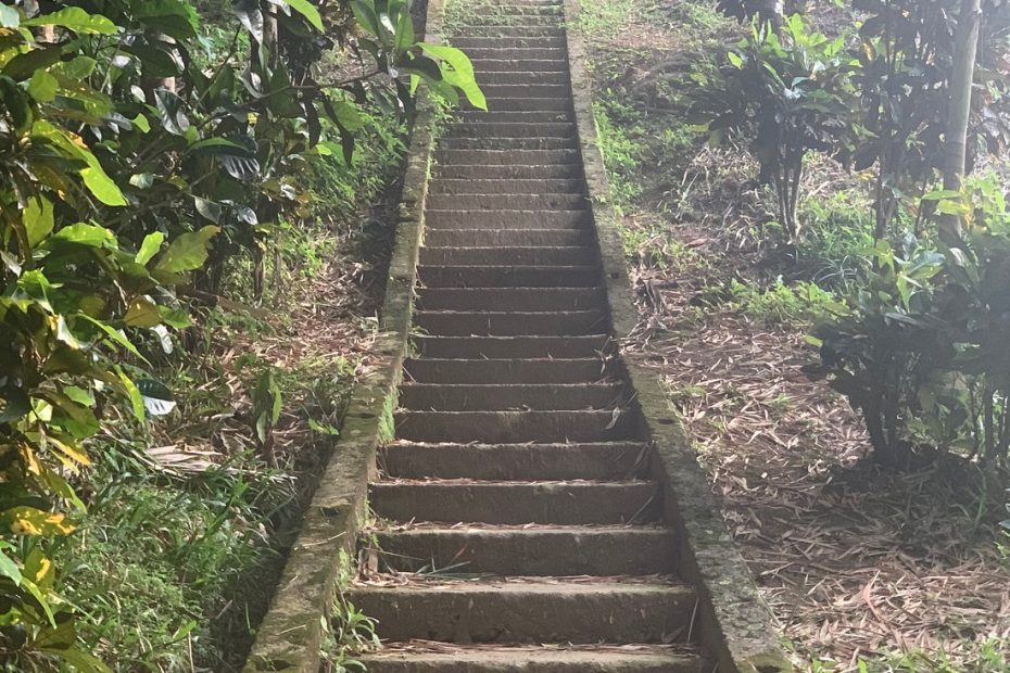 Trail