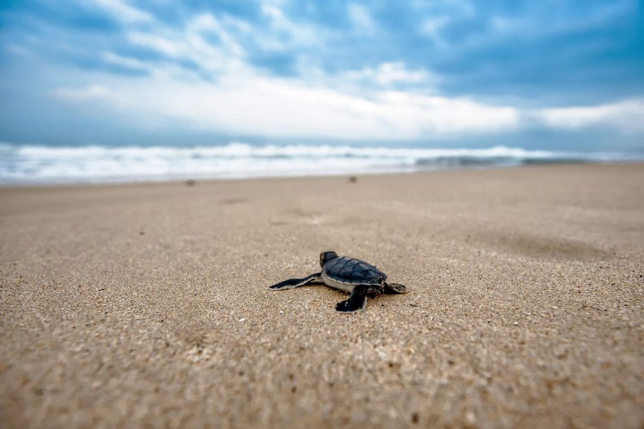 Turtlewatching