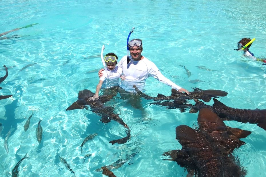 SWIM WITH SHARKS