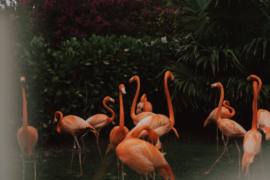 Flamingo