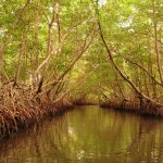 Serene Swamp