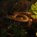 Snakes