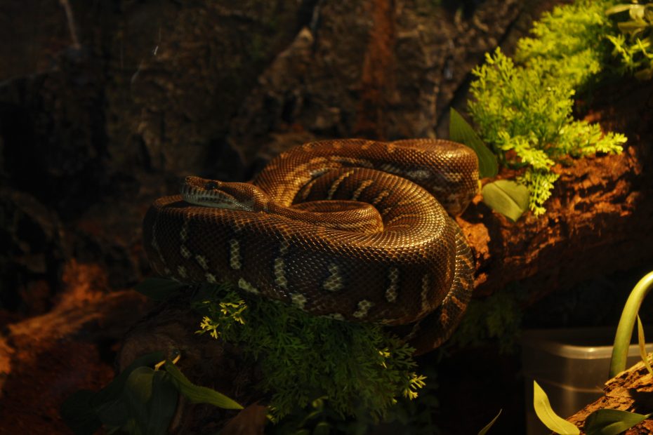 Snakes
