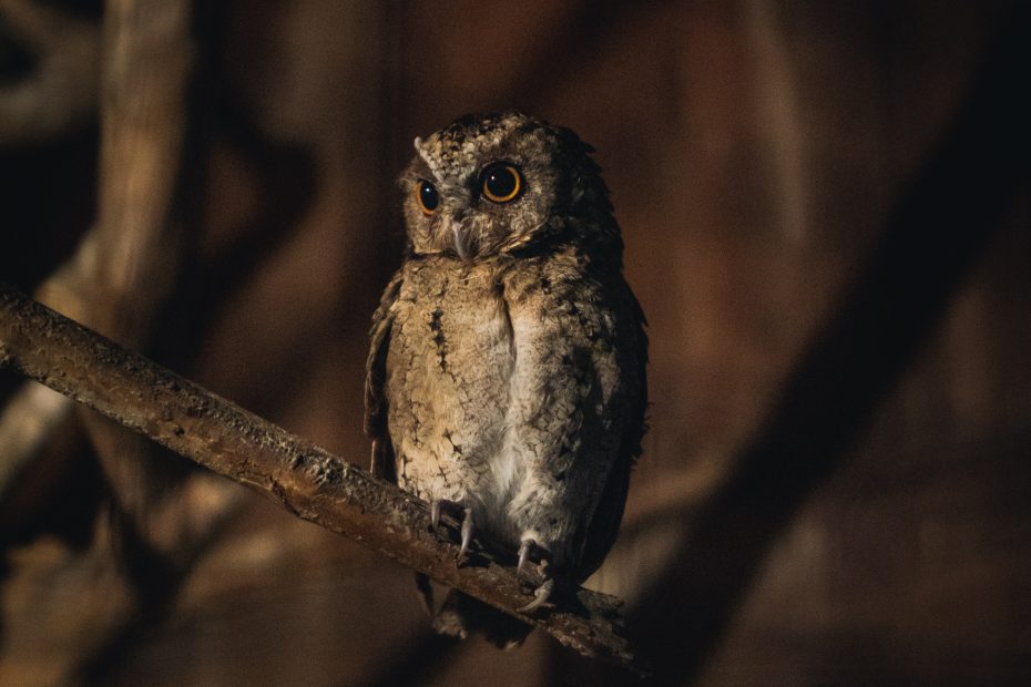 elihu-gideon-CFsq-_GNup4-unsplash