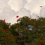 Scarlet Ibis Galore