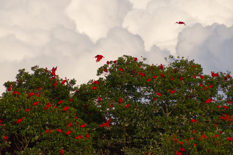 Scarlet Ibis Galore