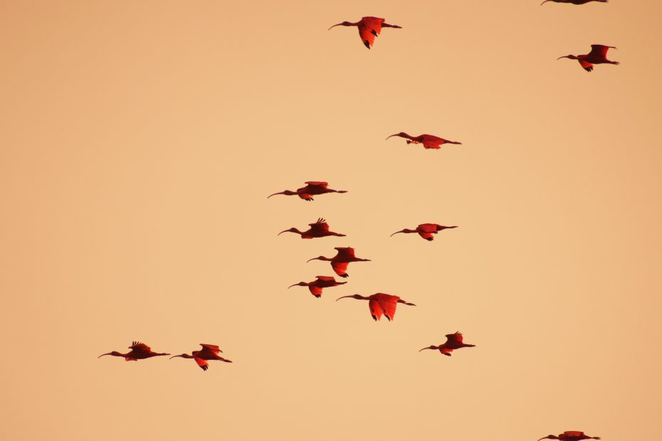 shaueel-persadee-7FVZ8CCmxaQ-unsplash