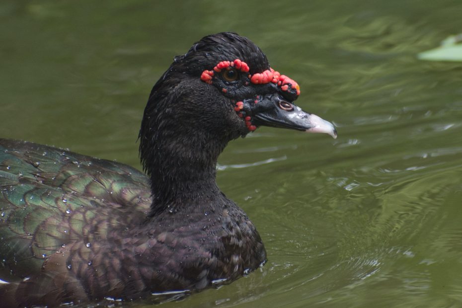 Muscovy Duck
