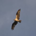 Wide Variety of Birds