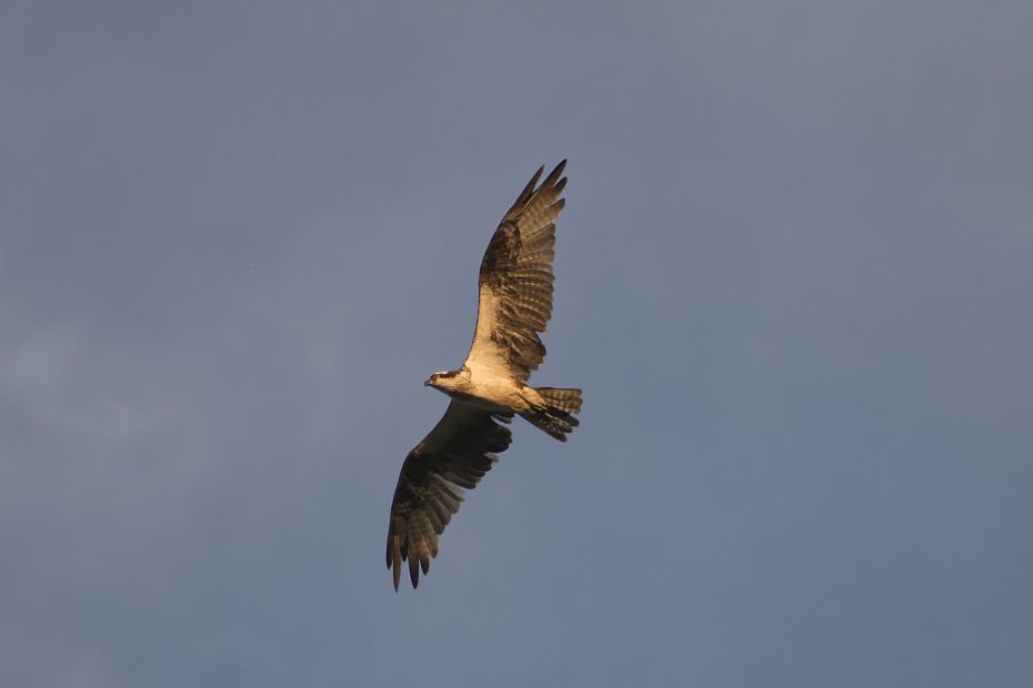 Wide Variety of Birds