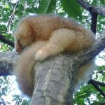 Silky Anteater