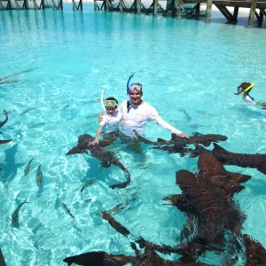 SWIM WITH SHARKS