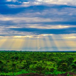 Rupununi savannah