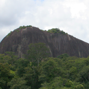 Amazon Rainforest