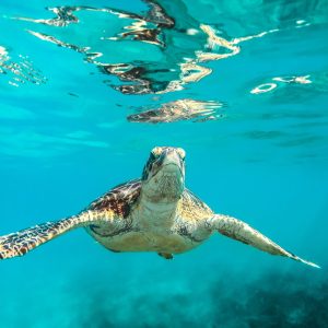 SNORKEL