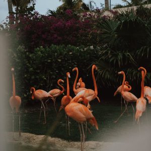 Flamingo
