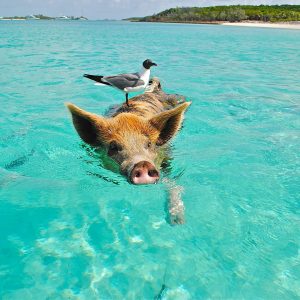 SWIMMING PIGS