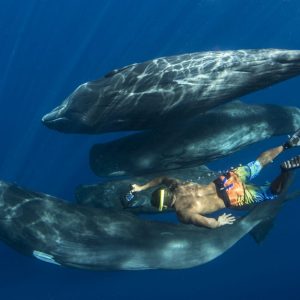 Whale watching Dominica
